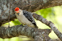 Red-bellied Woodpecker