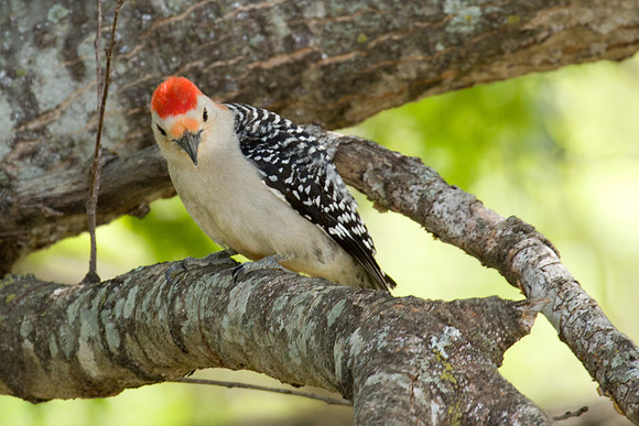 Red-bellied Woodpecker