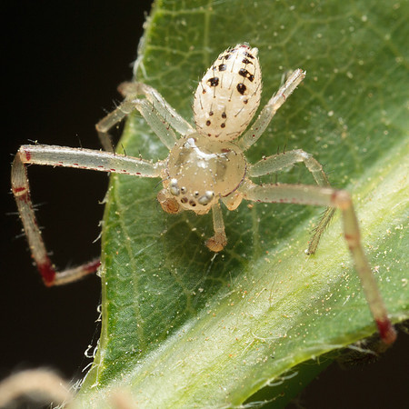 Araneae - Thomisidae - Mecaphesa sp. male
