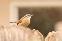 Carolina Wren