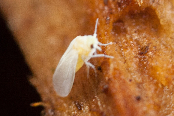 Hemiptera - Aleyrodidae - unidentified