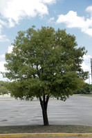 Trees
