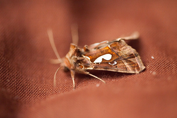 Noctuidae - Megalographa biloba