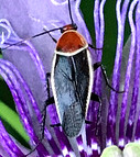 Blattodea - Ectobiidae - Pseudomops septentrionalis