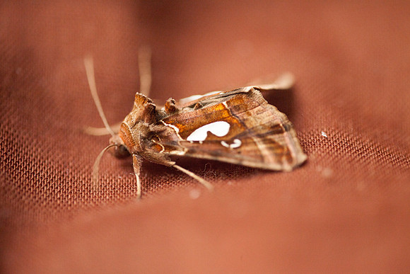 Noctuidae - Megalographa biloba