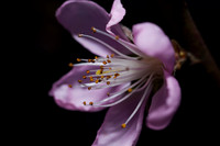 2011 Spring Flowers