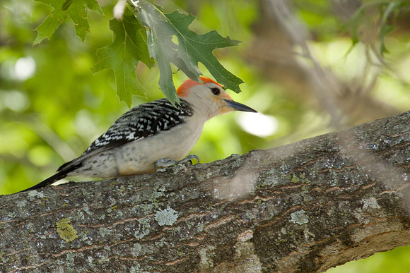 Red-bellied Woodpecker