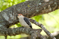 Red-bellied Woodpecker