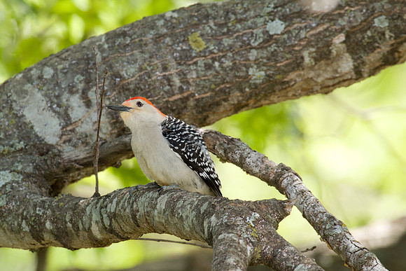 Red-bellied Woodpecker