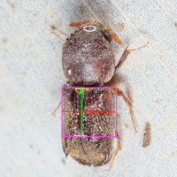 iNaturalist Illustrations