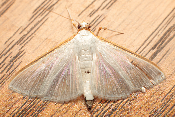 Crambidae - Diaphania costata