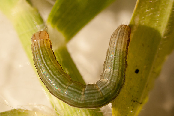 Noctuidae - Anicla infecta