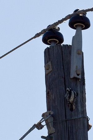 Downy Woodpecker