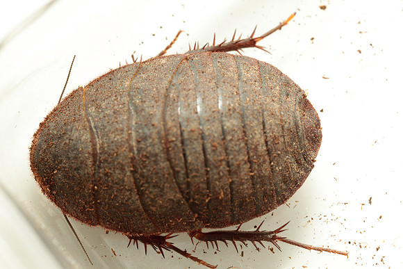 Blattodea - Corydiidae - Arenivaga bolliana