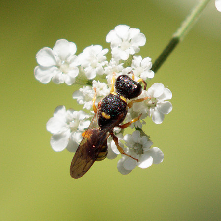 Hymenoptera - Crabronidae - Crabronina sp.