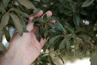 Quercus longleaf