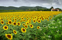 France, Sunflowers Missing the Sun at Beynac