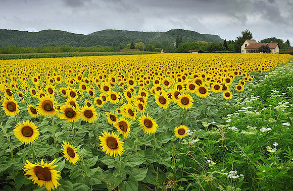 France, Sunflowers Missing the Sun at Beynac