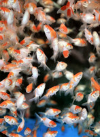 Goldfish Overload