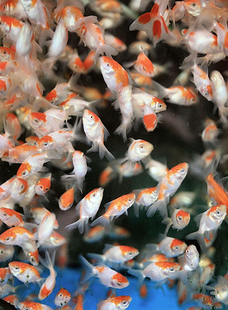 Goldfish Overload