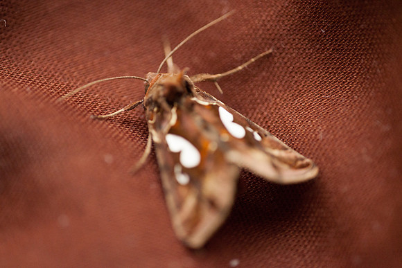 Noctuidae - Megalographa biloba