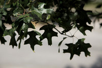 Trees at Work
