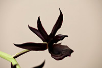 Black Orchid