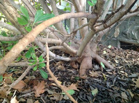 Bonsai Dig Shoalwood
