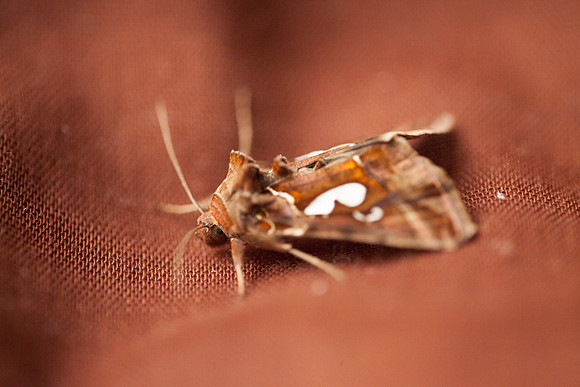 Noctuidae - Megalographa biloba