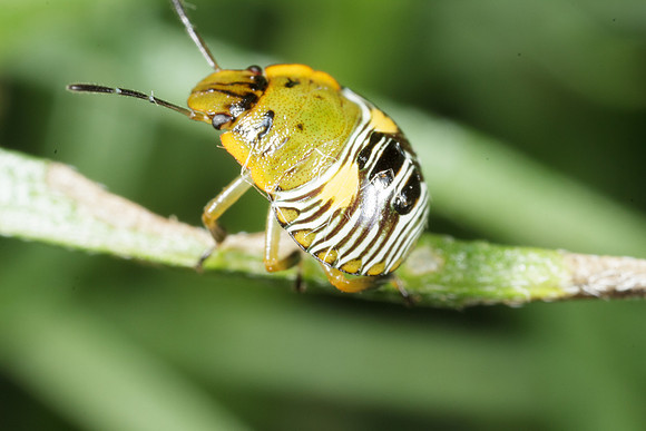 Hemiptera - Pentatomidae - nymph