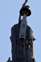 Downy Woodpecker