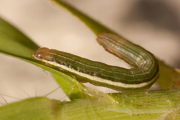 Noctuidae - Anicla infecta