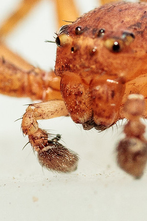 Xysticus funestus