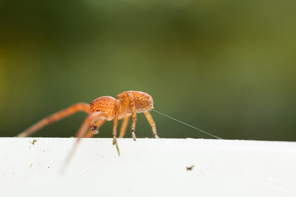 Xysticus funestus
