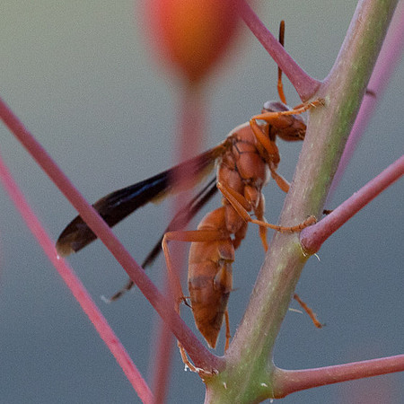 Hymenoptera - Vespidae - Polistes carolina or perplexus