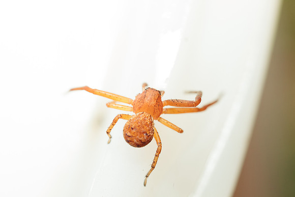 Xysticus funestus