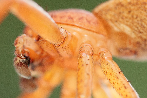 Xysticus funestus