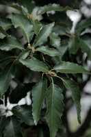 Quercus muehlenbergii