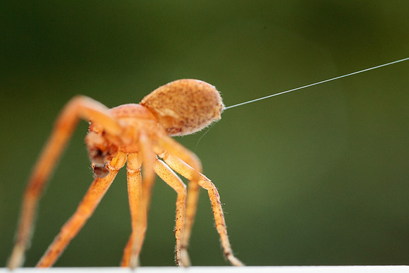 Xysticus funestus