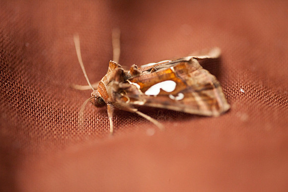 Noctuidae - Megalographa biloba
