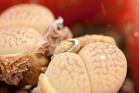 Lithops