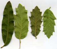 Tree Scans