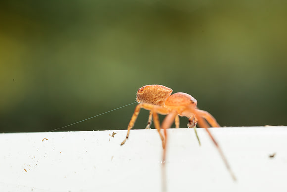 Xysticus funestus