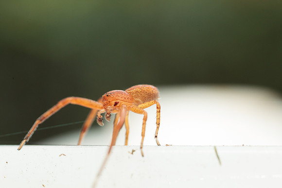 Xysticus funestus