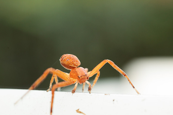 Xysticus funestus