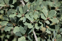 Quercus laceyi