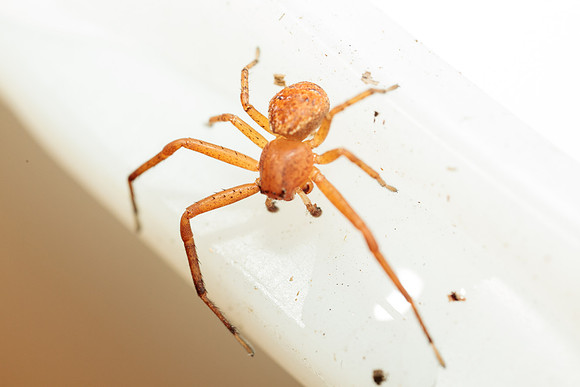 Xysticus funestus