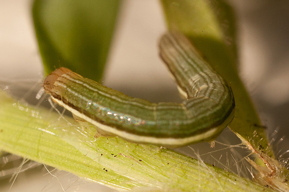 Noctuidae - Anicla infecta