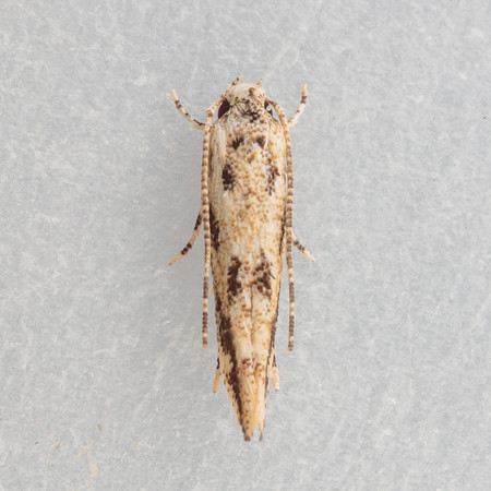 Lepidoptera moths - Cosmopterigidae - Melanocinclis sp.