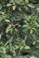 Quercus fusiformis